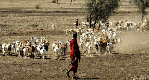 copertina Maasai e pastoralismo