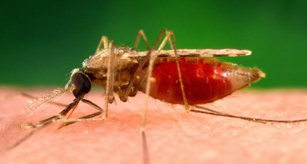 Mosca Malaria