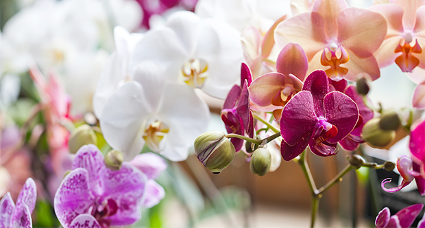 Orchidee floreali colorate.png