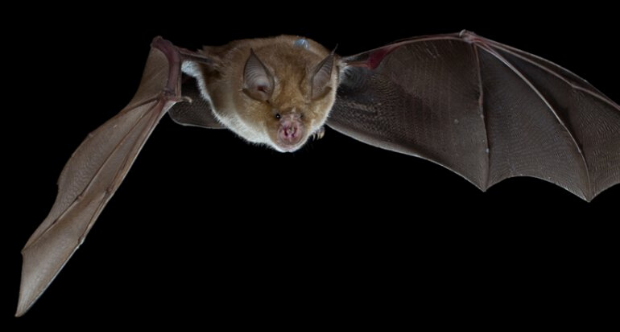Bat.png