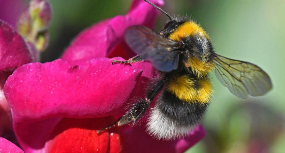 buff-tailed-bumblebee-bombus-terrestris-on-a-snapdragon-flower.jpg