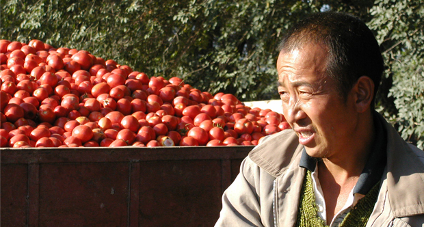 Agroinnova risana i pomodori cinesi